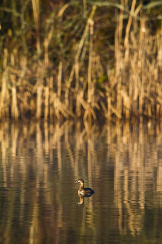 Pied-Billed Grebe